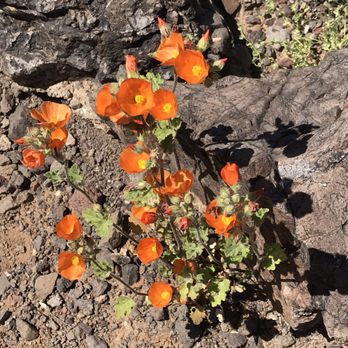 Picacho Peak State Park - Wildflowers - Hiking Near Me Picacho Peak State Park - Wildflowers - Hiking Near Me