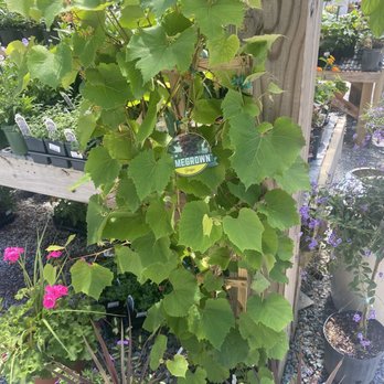 For Garden's Sake - Nurseries & Gardening Near Me - Durham, North Carolina For Garden's Sake - Nurseries & Gardening Near Me - Durham, North Carolina