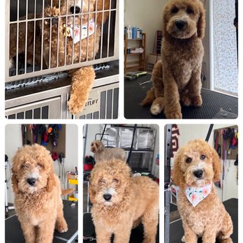 Deb's Bark Avenue Grooming - Doodle Day - Pet Groomers Near Me - Fortuna, California Deb's Bark Avenue Grooming - Doodle Day - Pet Groomers Near Me - Fortuna, California