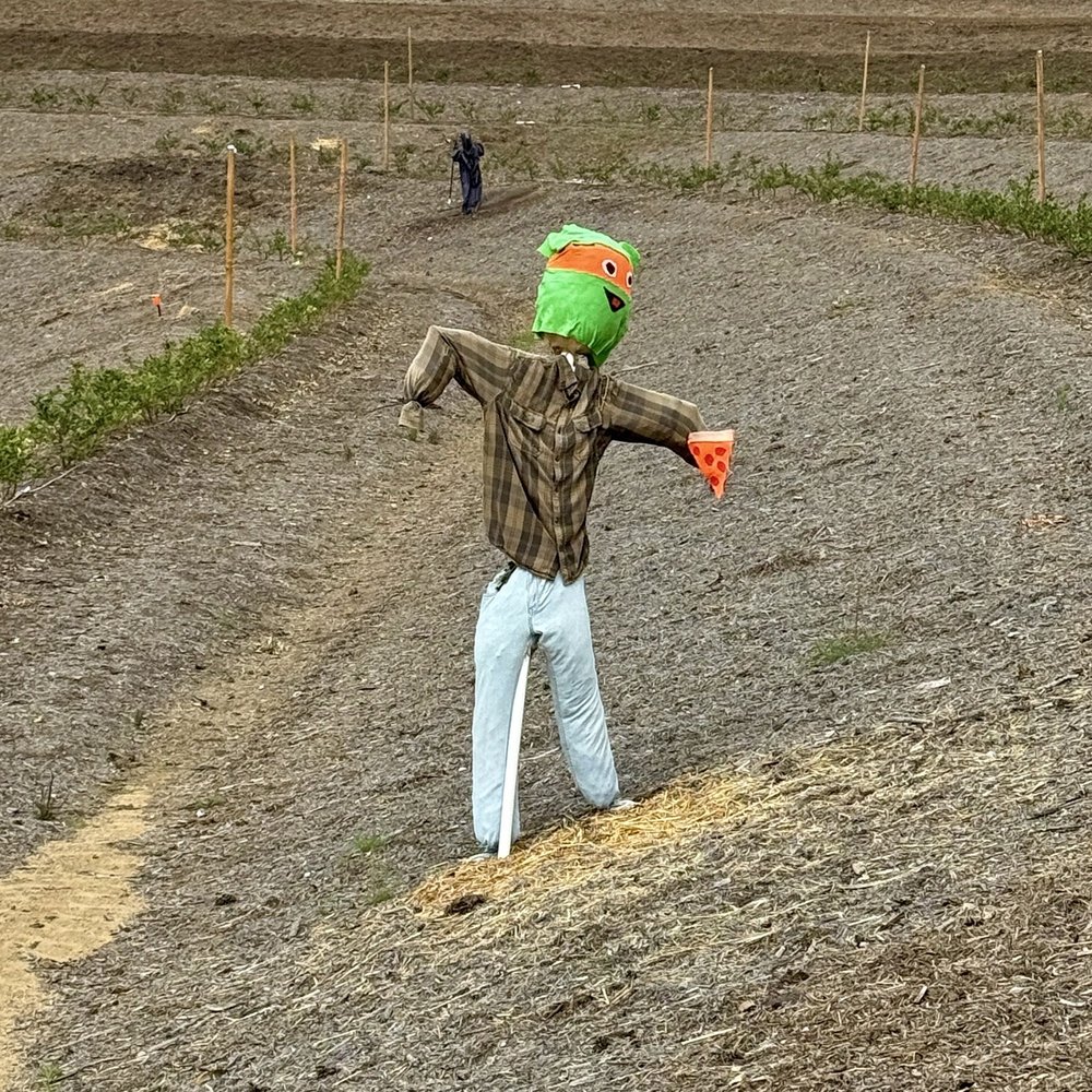 Bonsall Berry Farm - Scarecrow - Pick Your Own Farms Near Me - Bonsall, California Bonsall Berry Farm - Scarecrow - Pick Your Own Farms Near Me - Bonsall, California