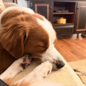 Steven’s Doggy Services - Relaxing at Steven's after a long day of play. - Dog Walkers Near Me - Long Pond, Pennsylvania