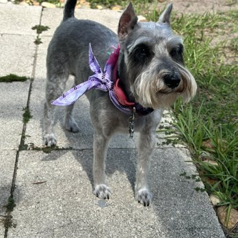 Luxe Pup Studio - My dog with her short haircut as I requested. - Pet Groomers Near Me - Brandon, Florida