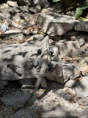 Tulum by null