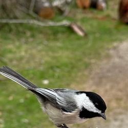 Elizabeth A. Morton National Wildlife Refuge - Adorable chickadee eating from my hand.