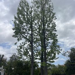 Terrific job shaping and thinning out the trees. Terrific job shaping and thinning out the trees.