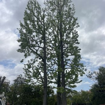 Franciscos Tree Service - Terrific job shaping and thinning out the trees. - Tree Services Near Me Franciscos Tree Service - Terrific job shaping and thinning out the trees. - Tree Services Near Me