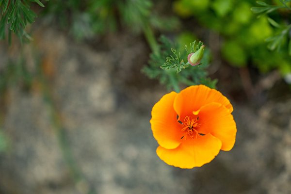 Berkeley Rose Garden by null