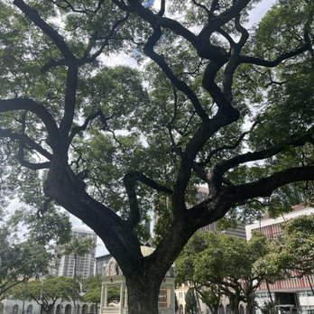 Iolani Palace - Beautiful old tree. - Museums Near Me - Honolulu, Hawaii Iolani Palace - Beautiful old tree. - Museums Near Me - Honolulu, Hawaii