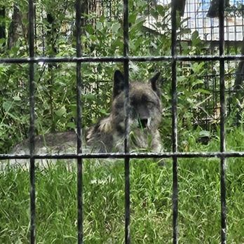 ZooMontana - Poor wolf- in a small contained area - Zoos Near Me - Billings, Montana ZooMontana - Poor wolf- in a small contained area - Zoos Near Me - Billings, Montana