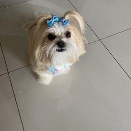 Maya