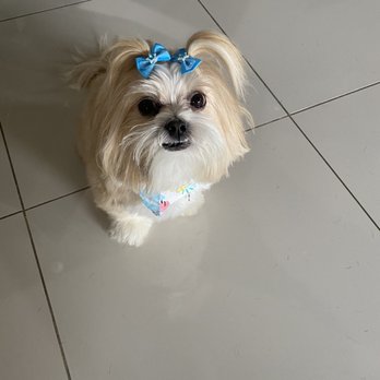 The Barking Spa - Maya - Pet Groomers Near Me