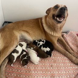 Mama and her babies.