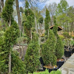 Chavez Garden Center - Emerald Green