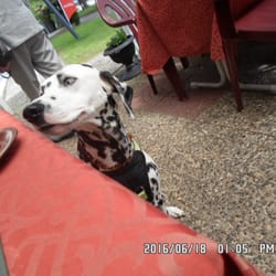 Argentina Steak-House - Jenna, echte Hamburgerin und Gourmet-Hund