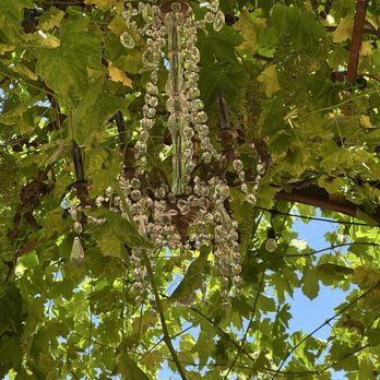 St Jorge Winery - Wineries Near Me - Acampo, California