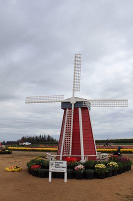 Wooden Shoe Tulip Farm by null