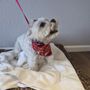 Photo of Sweet Rascals Dog Grooming