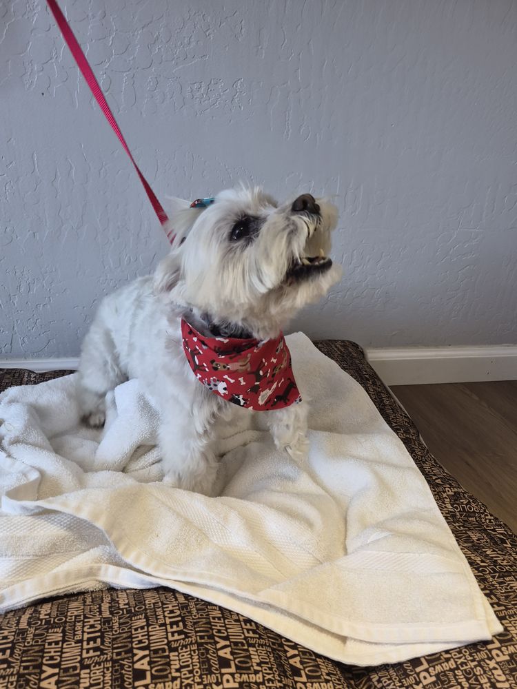 Sweet Rascal Yercaud Pets SWEET RASCALS DOG GROOMING - Updated June 2026 - 25 Photos - 1068 ...