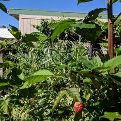 Journey School - School garden