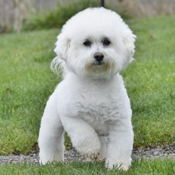 playmobil animal hospital