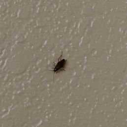 Cockroach Cockroach