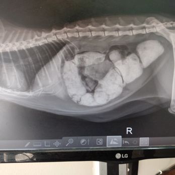 Enterprise Rent-A-Car - X ray of impacted debris that will kill Pookie in a slow, painful death because Enterprise negligently denied me a car to get him to surgery - Car Rental Near Me - Lancaster, California Enterprise Rent-A-Car - X ray of impacted debris that will kill Pookie in a slow, painful death because Enterprise negligently denied me a car to get him to surgery - Car Rental Near Me - Lancaster, California