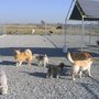 Photo of Camrose Kennels