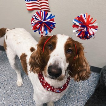 4 Pawz Only - Pet Sitting Near Me - Munster, Indiana