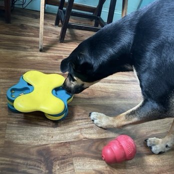 Sunland Acres - Pet Sitting Near Me - Fruit Cove, Florida Sunland Acres - Pet Sitting Near Me - Fruit Cove, Florida