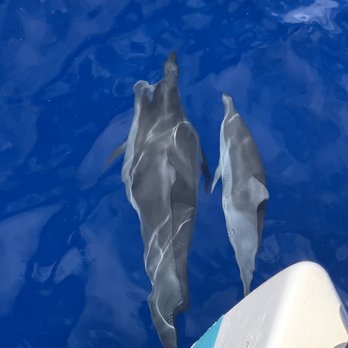 Teralani Sailing Adventures - Spinner dolphins swimming with Teralani 4. - Boating Near Me - Lahaina, Hawaii Teralani Sailing Adventures - Spinner dolphins swimming with Teralani 4. - Boating Near Me - Lahaina, Hawaii