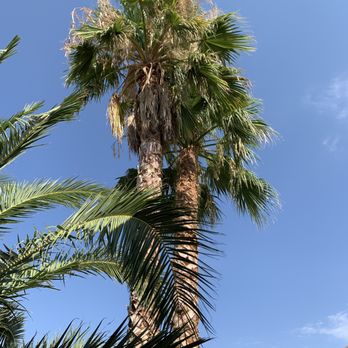 Julio Juarez Tree Trimming - Before trimming.. - Tree Services Near Me Julio Juarez Tree Trimming - Before trimming.. - Tree Services Near Me