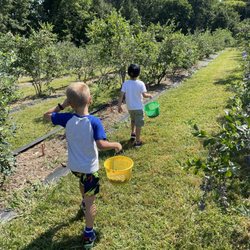 Herndon Hills Farm - Blueberry picking