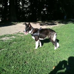 Hundezone