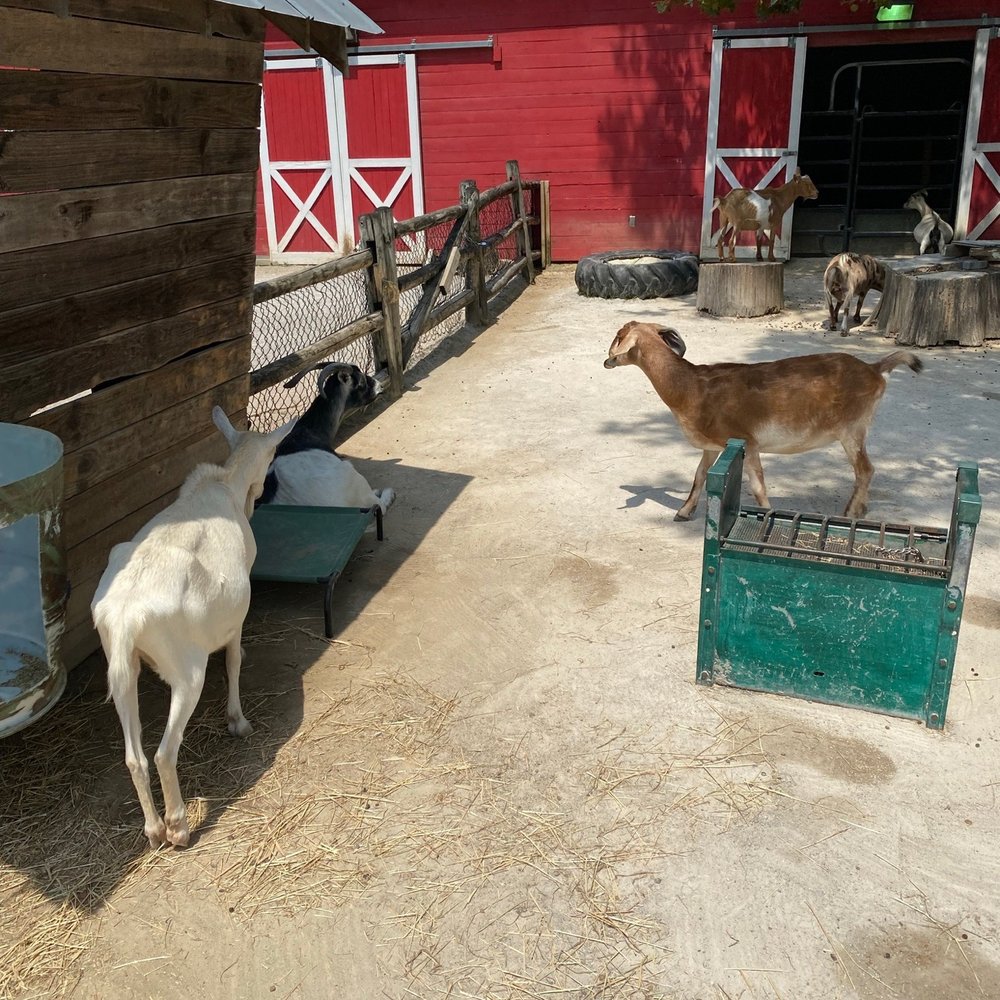 Chattanooga Zoo At Warner Park - Amusement Parks Near Me - Chattanooga, Tennessee