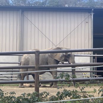 Wildlife Safari - Elephant - Zoos Near Me - Winston, Oregon Wildlife Safari - Elephant - Zoos Near Me - Winston, Oregon