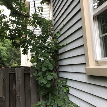 Chavez Tree Service - The vine before. - Tree Services Near Me