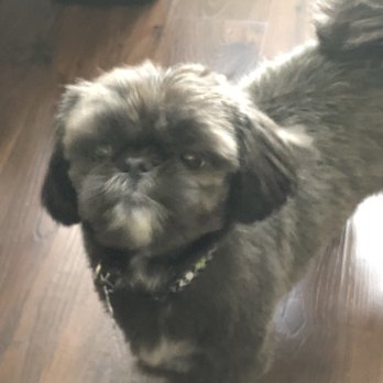 Bubbles Dog Grooming - My baby boy Mocha - Pet Groomers Near Me - Katy, Texas