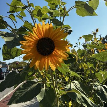 Empowering Gardens - Beautiful! - Home & Garden Near Me - Forest Park, Illinois