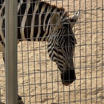 San Antonio Zoo - Zoos Near Me - San Antonio, Texas