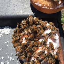 Cheers Donuts
