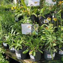All kinds of butterfly host and nectar plants at Little Red Wagon Nursery All kinds of butterfly host and nectar plants at Little Red Wagon Nursery