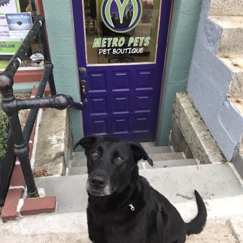 Metro Pets - Pet Training Near Me - Natick, Massachusetts