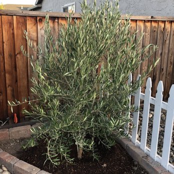 Moon Valley Nurseries - The olive tree in its new home! - Nurseries & Gardening Near Me - Gilroy, California Moon Valley Nurseries - The olive tree in its new home! - Nurseries & Gardening Near Me - Gilroy, California