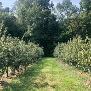 Apple Hill Orchards - Many different selection apples to choose from - Fruits & Veggies Near Me - Mansfield, Ohio Apple Hill Orchards - Many different selection apples to choose from - Fruits & Veggies Near Me - Mansfield, Ohio