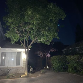 Sycamore Tree Service - great trimming work - Tree Services Near Me Sycamore Tree Service - great trimming work - Tree Services Near Me