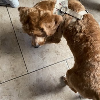Precious Moments - My puppy after his haircut - Pet Groomers Near Me - San Jacinto, California