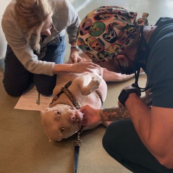 Veterinary Surgical Specialists - Wilson with wonderful nurses Kelly & Rob. - Veterinarians Near Me - Tustin, California Veterinary Surgical Specialists - Wilson with wonderful nurses Kelly & Rob. - Veterinarians Near Me - Tustin, California
