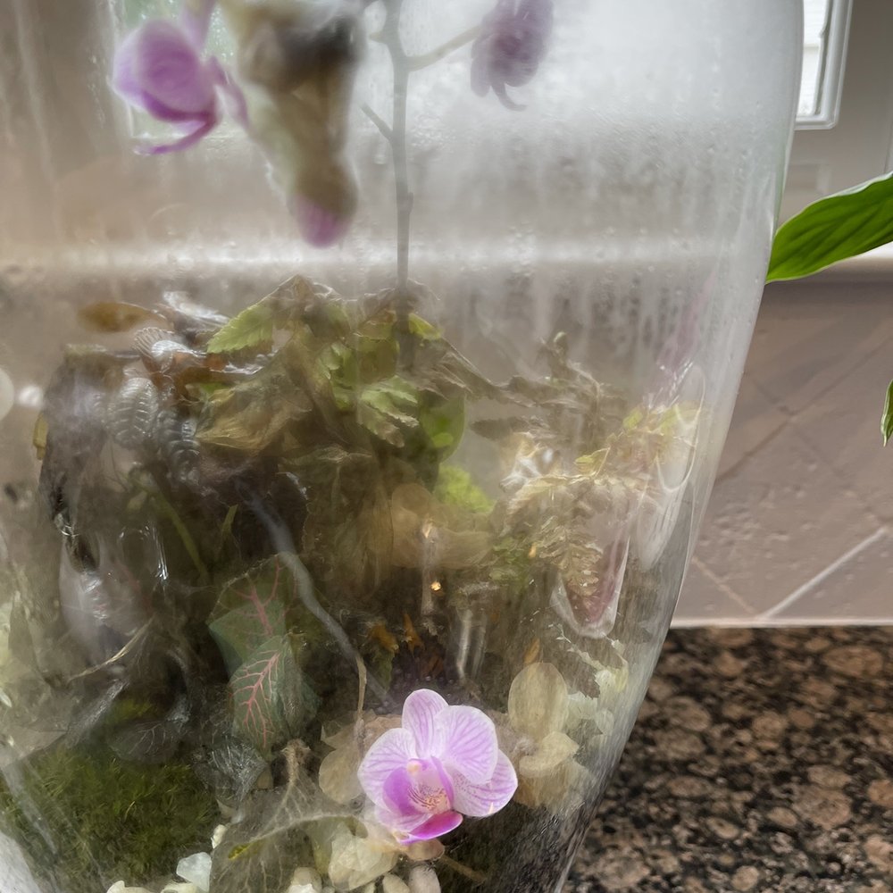 Le Jardin Francais - Terrarium dying in 2 weeks - Florists Near Me - Atlanta, Georgia