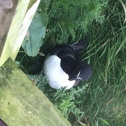 RSPB Bempton Cliffs - Guillemot