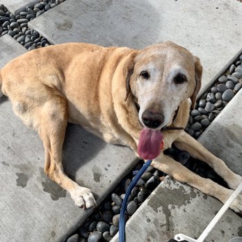 Communal - Dog friendly! - Coffee & Tea Near Me - San Diego, California Communal - Dog friendly! - Coffee & Tea Near Me - San Diego, California